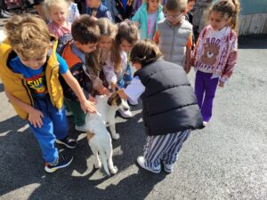 Patiliköy Köpek Barınağı