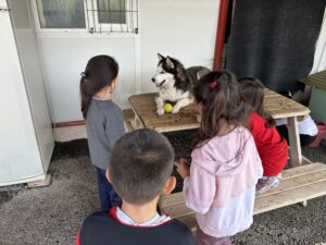 Patiliköy Köpek Barınağı