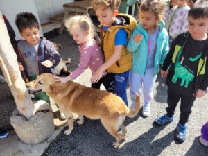 Patiliköy Köpek Barınağı